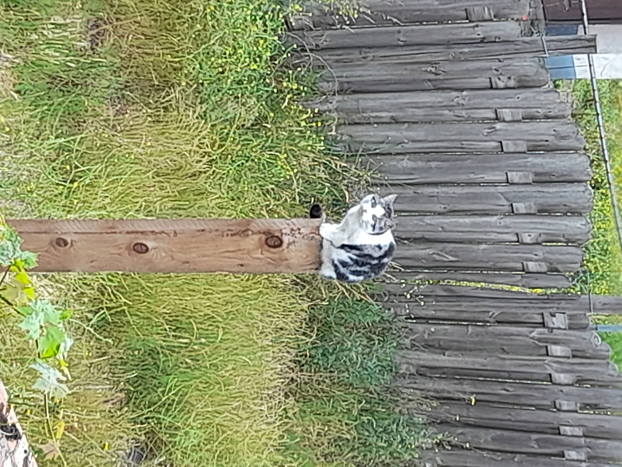 Bibi a rejoint le concours — aidez-le/la à gagner de superbes lots ! door, garden, grass, grass_family, grassland, groundcover, hardwood, herb, home_fencing, landscape, lumber, natural_material, plank, plant, shrub, siding, twig, wood, wood_stain, yard