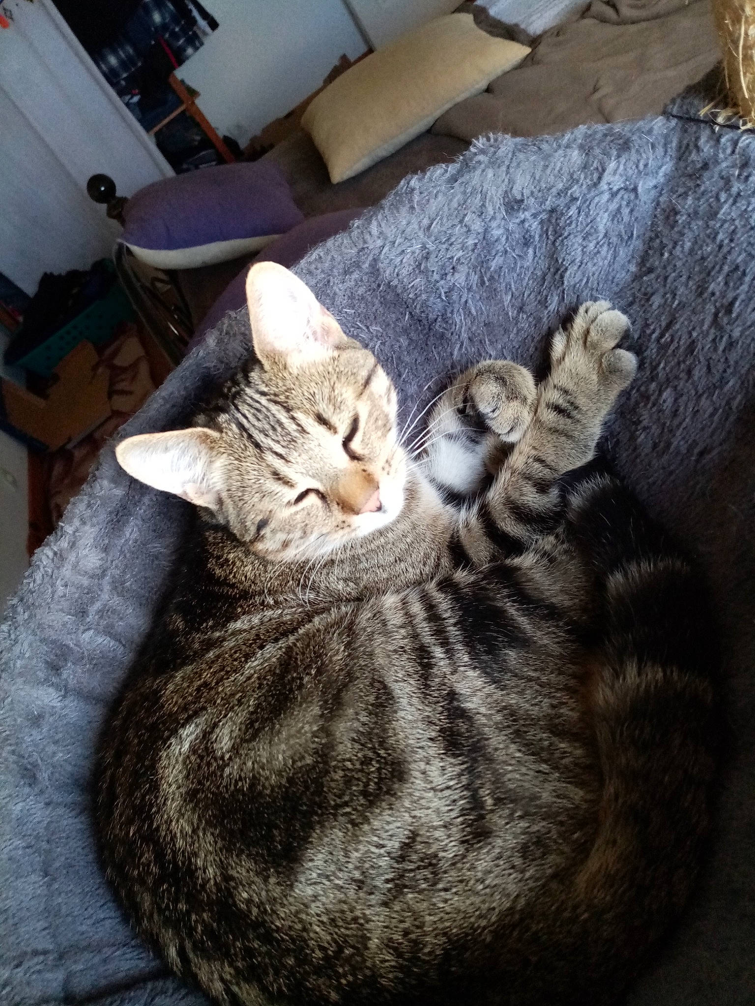 Fendy a rejoint le concours — aidez-le/la à gagner de superbes lots ! box, carnivore, cat, comfort, couch, domestic_short_haired_cat, fawn, felidae, fur, grey, nap, paw, picture_frame, room, small_to_medium_sized_cats, snout, tail, tree, whiskers, wood