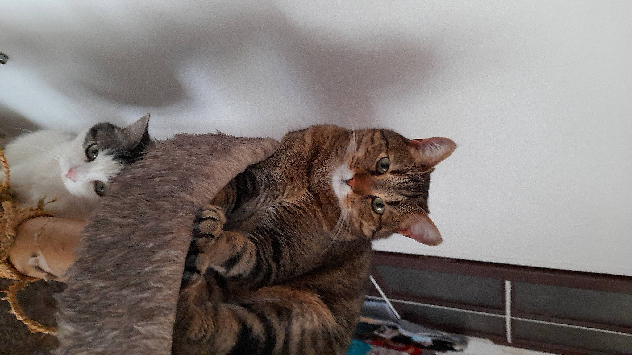 Fendy a rejoint le concours — aidez-le/la à gagner de superbes lots ! art, carnivore, cat, claw, comfort, domestic_short_haired_cat, felidae, fur, paw, small_to_medium_sized_cats, snout, tail, whiskers, window, wood