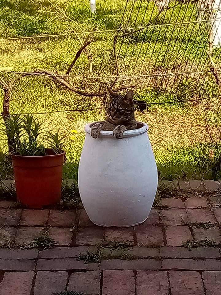 Fendy a rejoint le concours — aidez-le/la à gagner de superbes lots ! art, bucket, felidae, flowerpot, gas, grass, houseplant, kettle, landscape, mesh, metal, plant, pottery, serveware, tints_and_shades, tree, urn, vase, watering_can, wood