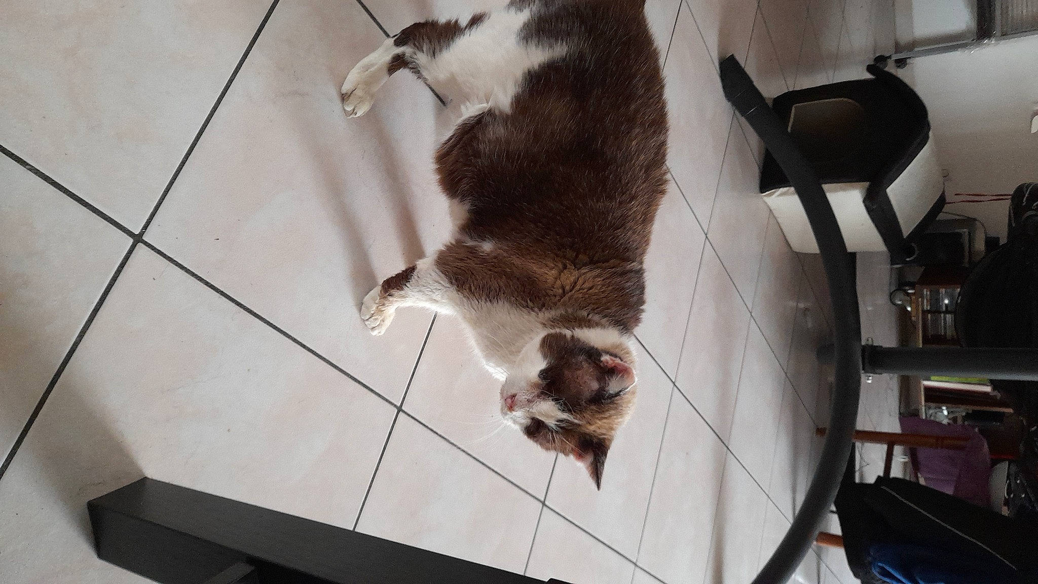 Doudou participe au concours pour gagner de l'argent avec cette photo : canidae, carnivore, cat, companion_dog, dog_breed, domestic_short_haired_cat, fawn, felidae, flooring, fur, hardwood, small_to_medium_sized_cats, snout, sporting_group, tail, tile_flooring, whiskers, wood