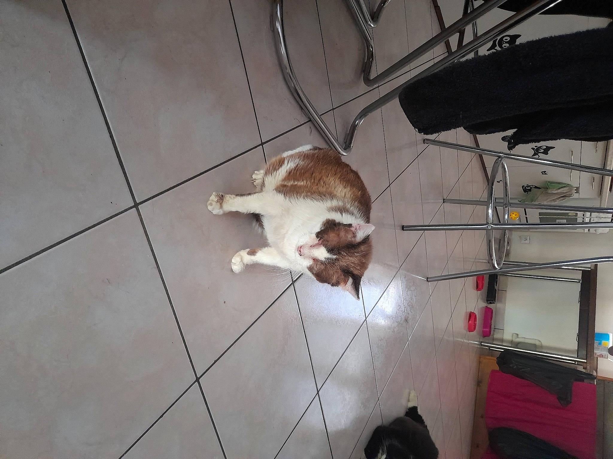 Doudou a rejoint le concours — aidez-le/la à gagner de superbes lots ! animal_shelter, carnivore, cat, companion_dog, dog_breed, domestic_short_haired_cat, fawn, felidae, floor, flooring, fur, hardwood, home_appliance, room, small_to_medium_sized_cats, tail, tile, tile_flooring, whiskers, wood