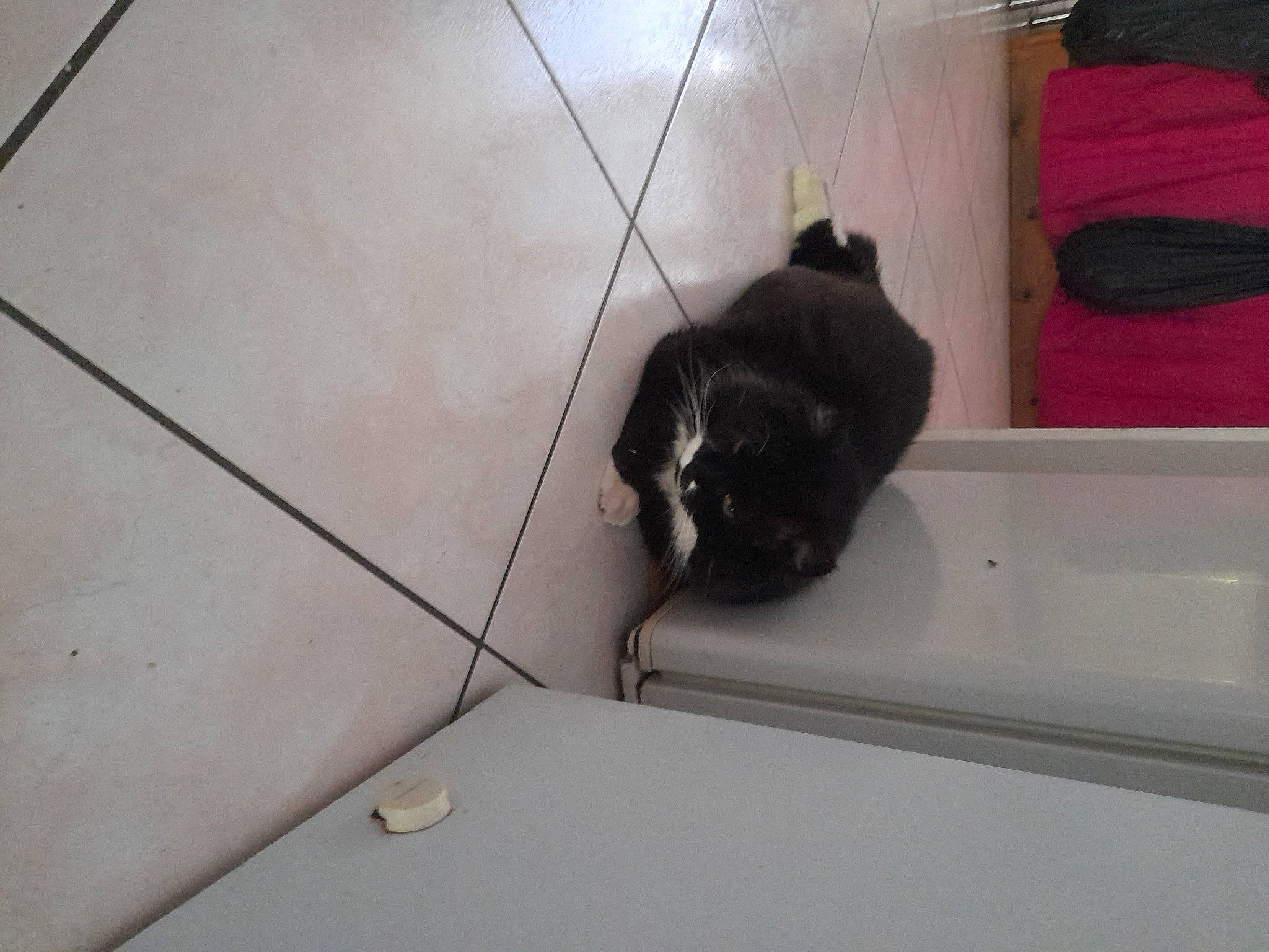 Malou participe au concours pour gagner de l'argent avec cette photo : black_cat, carnivore, cat, dog_breed, domestic_short_haired_cat, felidae, floor, flooring, fur, hardwood, plumbing_fixture, room, small_to_medium_sized_cats, sporting_group, tail, tile, tile_flooring, tints_and_shades, whiskers, wood