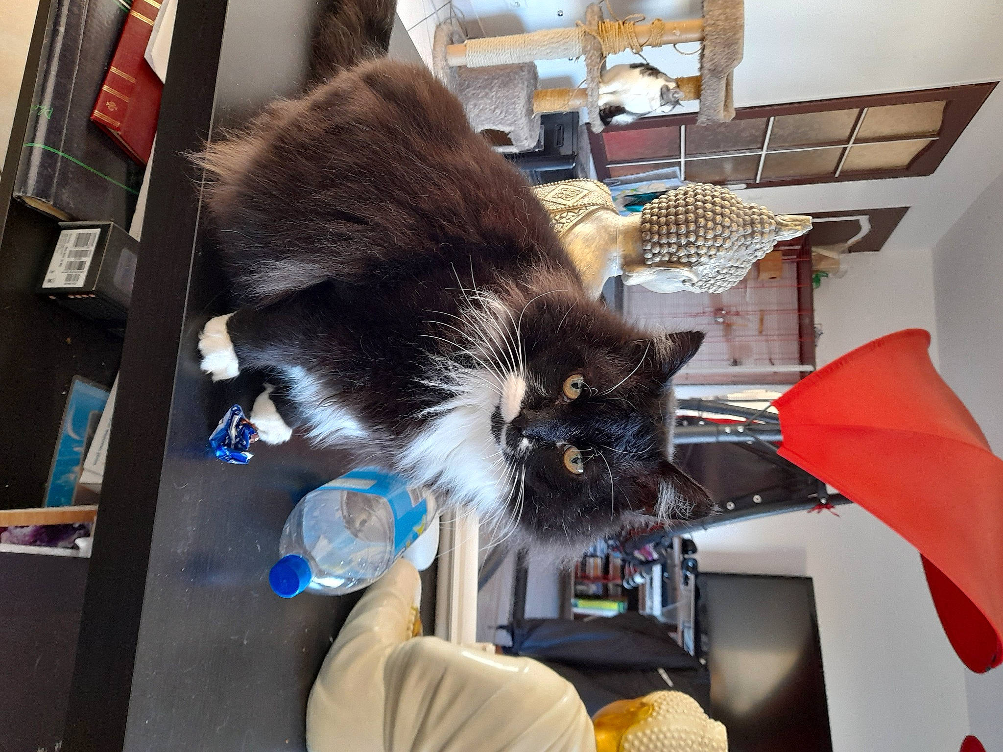 Malou participe au concours pour gagner de l'argent avec cette photo : canidae, carnivore, cat, claw, domestic_short_haired_cat, felidae, fur, room, small_to_medium_sized_cats, snout, sporting_group, tail, whiskers