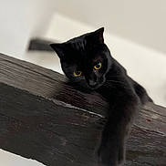 Galaxie a rejoint le concours — aidez-le/la à gagner de superbes lots ! animal, black_cat, cat, closeup, curious, cute, dark, domestic_cat, feline, indoor, mysterious, paw, pet, portrait, relaxed, soft_focus, stretching, whiskers, wooden_beam, yellow_eyes