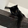 animal, black_cat, cat, closeup, curious, cute, dark, domestic_cat, feline, indoor, mysterious, paw, pet, portrait, relaxed, soft_focus, stretching, whiskers, wooden_beam, yellow_eyes