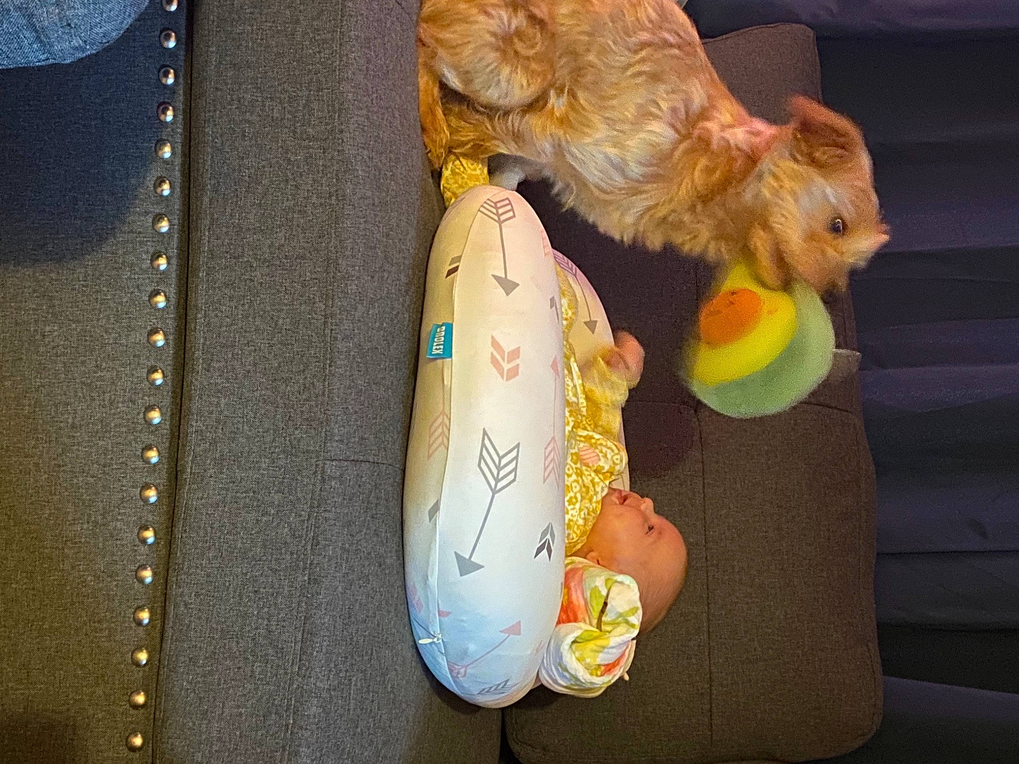 Roselina is registered to the contest to win money with this photo: baby_products, baby_toys, beak, chicken, claw, cockatiel, cockatoo, comb, comfort_food, fur, livestock, nail, parakeet, parrot, person, phasianidae, plush, poultry, stuffed_toy, tail