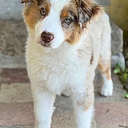 Bella a rejoint le concours — aidez-le/la à gagner de superbes lots ! adorable, animal, brown, curious, cute, dog, ears, eyes, fluffy, fur, nose, outdoor, pet, portrait, puppy, soft, stone_path, walking, white, young