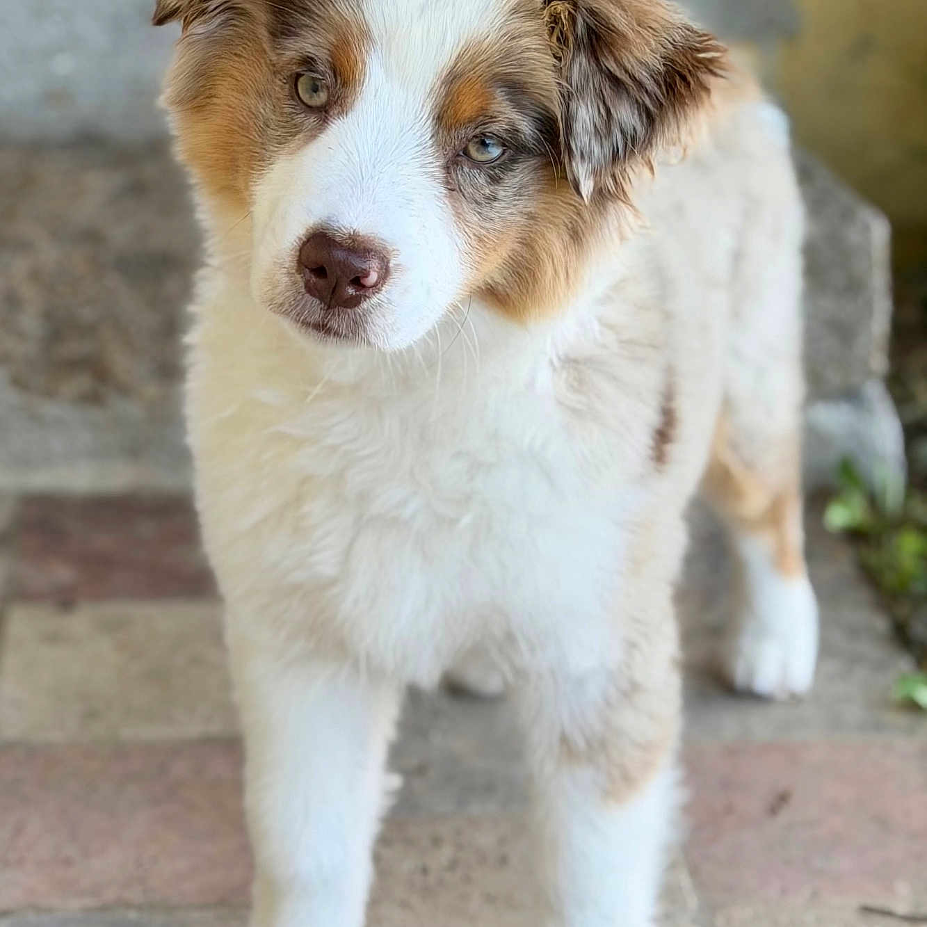Bella