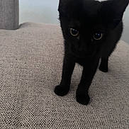 Binx joined the competition — help win amazing prizes! black_cat, kitten, curious, couch, indoor, furniture, pet, animal, close_up, texture, beige, whiskers, ears, eyes, front_legs, soft_light, home, cute, young, feline