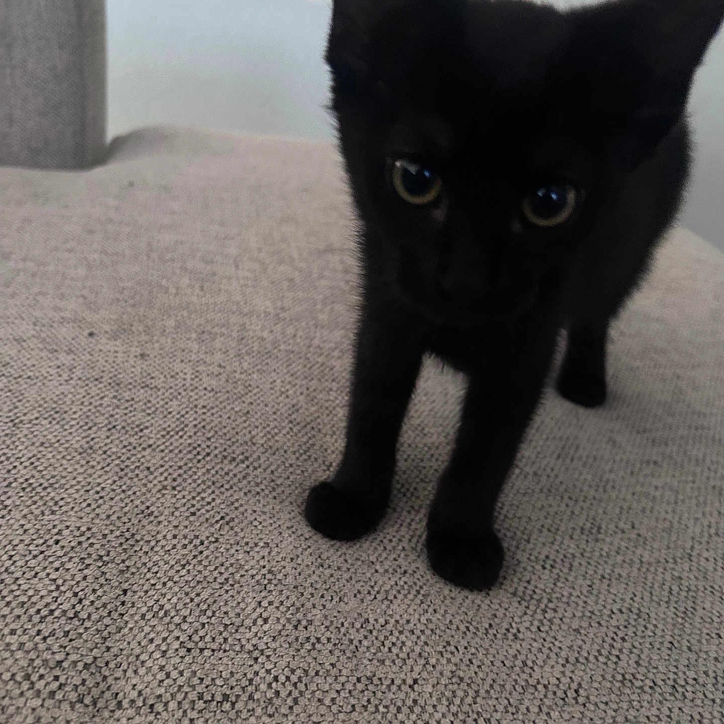 Binx joined the competition — help win amazing prizes! black_cat, kitten, curious, couch, indoor, furniture, pet, animal, close_up, texture, beige, whiskers, ears, eyes, front_legs, soft_light, home, cute, young, feline