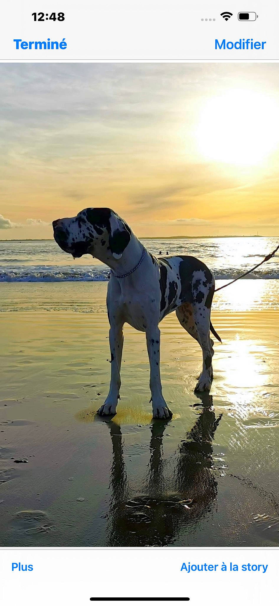 Roxane participe au concours pour gagner de l'argent avec cette photo : beach, canidae, carnivore, cloud, collar, companion_dog, dog, dog_breed, dog_collar, evening, fawn, gun_dog, horizon, lake, ocean, sky, sporting_group, sunlight, water, working_animal