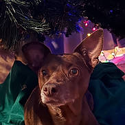 Jinger is registered to the contest to win money with this photo: dog, small_dog, brown_dog, christmas_tree, tree_skirt, pine_branches, holiday_lights, indoors, cozy, portrait, pet, ears, eyes, nose, wood_floor, blanket, bokeh, warm_lighting, looking_up, curious