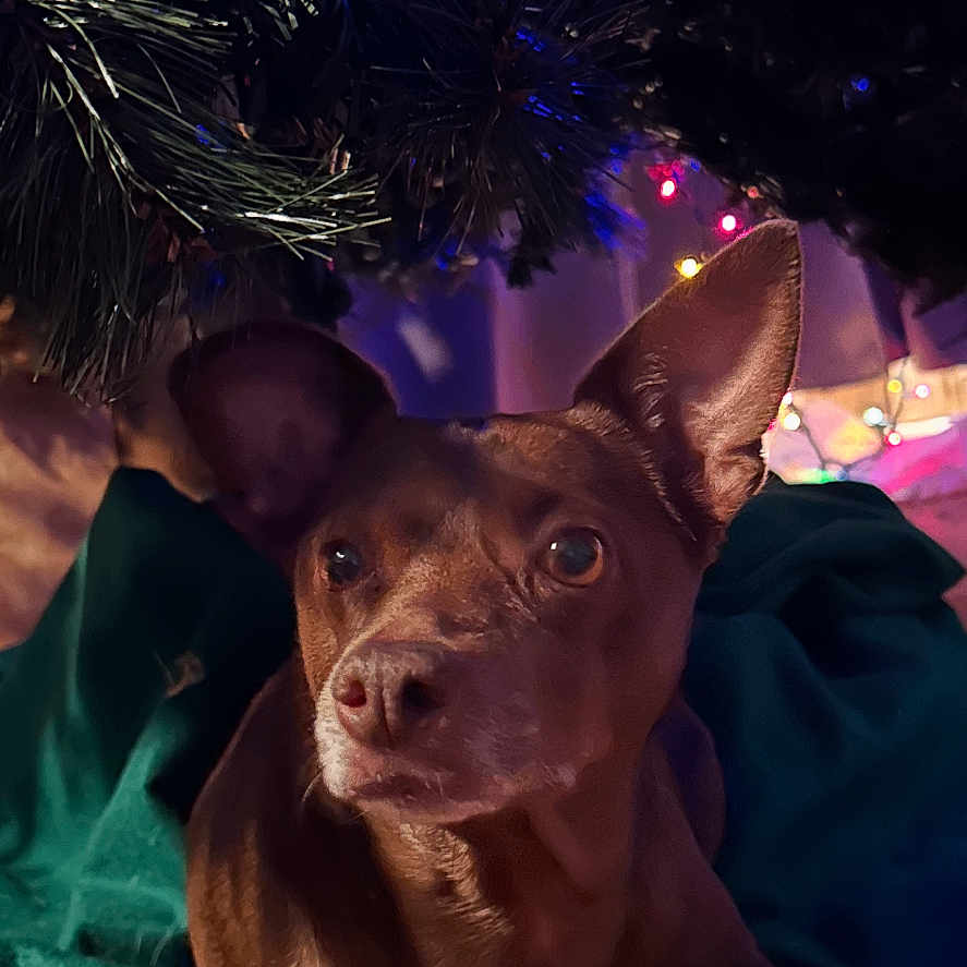 Jinger is registered to the contest to win money with this photo: blanket, bokeh, brown_dog, christmas_tree, cozy, curious, dog, ears, eyes, holiday_lights, indoors, looking_up, nose, pet, pine_branches, portrait, small_dog, tree_skirt, warm_lighting, wood_floor