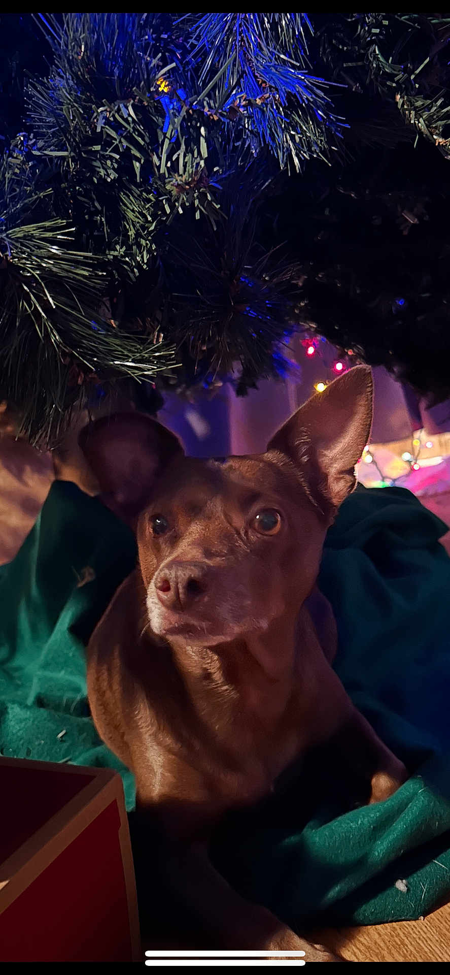 Jinger is registered to the contest to win money with this photo: dog, small_dog, brown_dog, christmas_tree, tree_skirt, pine_branches, holiday_lights, indoors, cozy, portrait, pet, ears, eyes, nose, wood_floor, blanket, bokeh, warm_lighting, looking_up, curious
