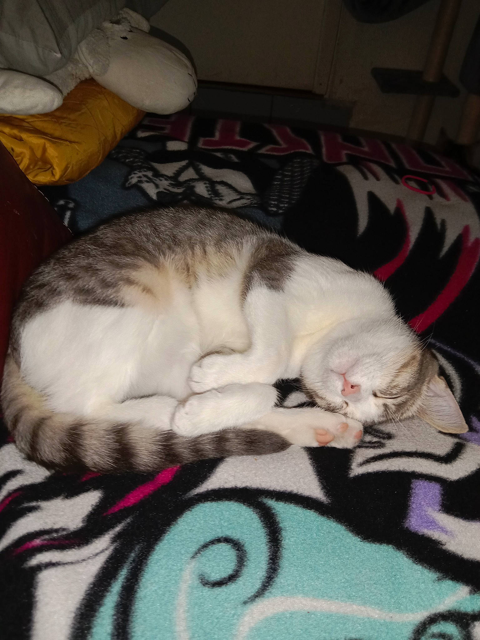 Alya a rejoint le concours — aidez-le/la à gagner de superbes lots ! bedding, blanket, carnivore, cat, claw, comfort, domestic_short_haired_cat, felidae, fur, linens, nap, paw, picture_frame, room, sleep, small_to_medium_sized_cats, snout, tail, whiskers