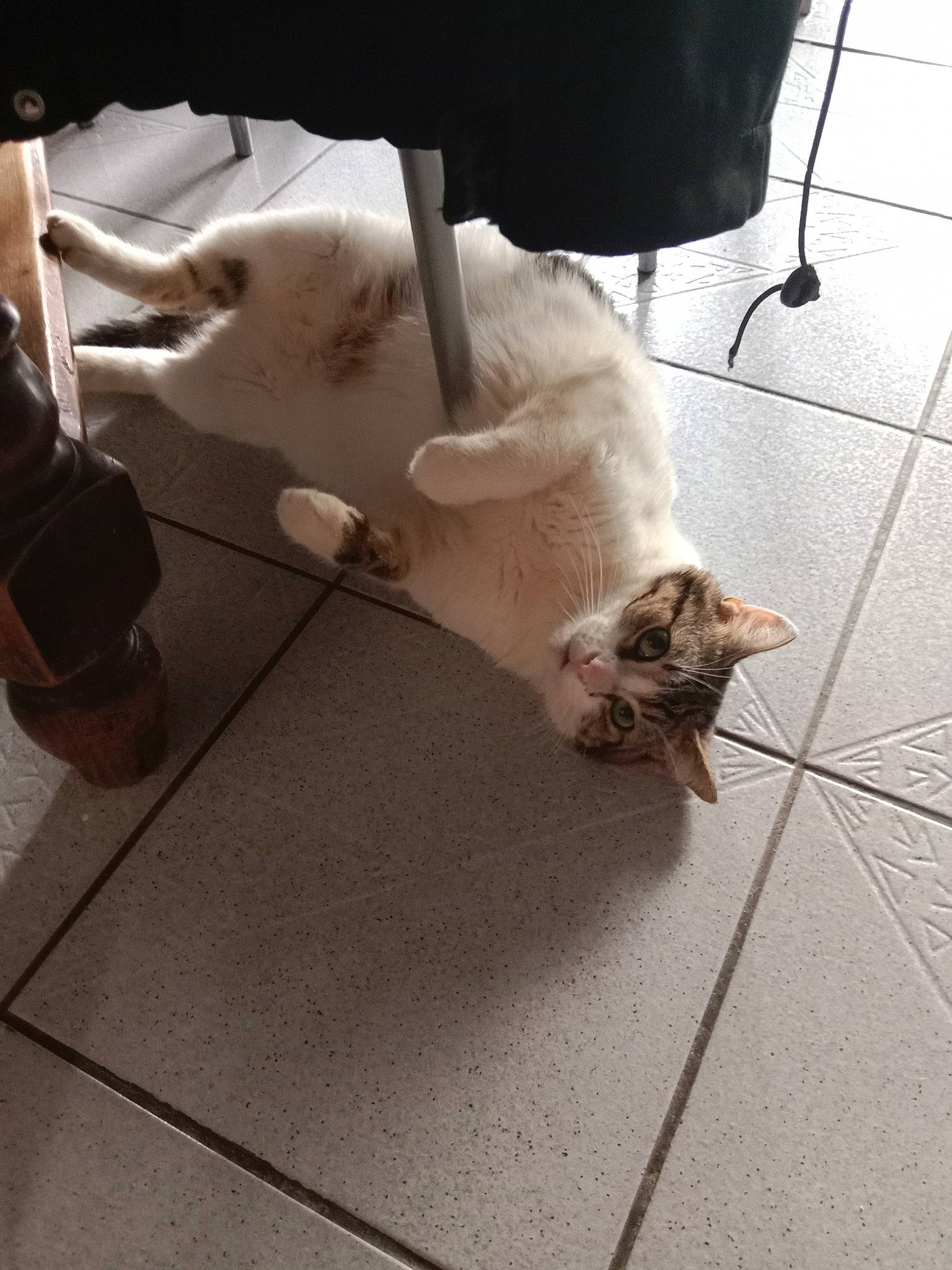 Gamin a rejoint le concours — aidez-le/la à gagner de superbes lots ! carnivore, cat, comfort, companion_dog, dog_breed, domestic_short_haired_cat, fawn, felidae, flooring, fur, grey, hardwood, human_leg, laminate_flooring, paw, small_to_medium_sized_cats, snout, tail, whiskers, wood