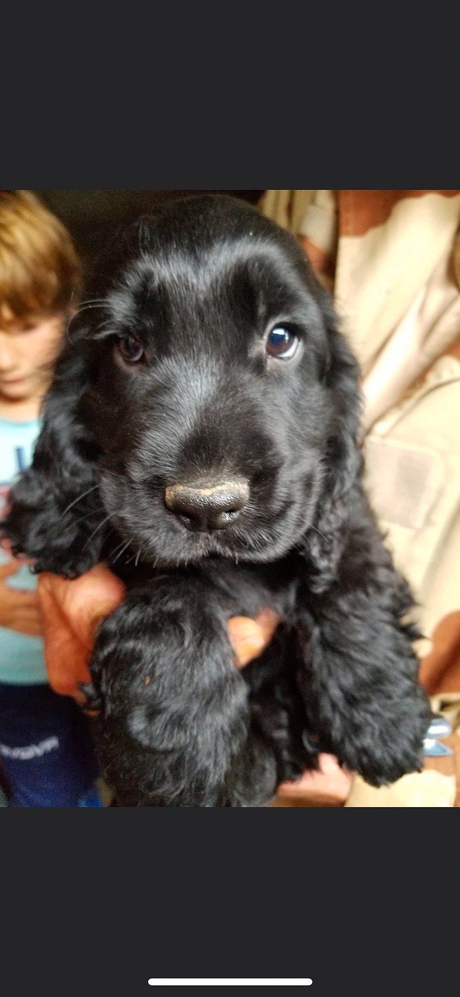 Sirius participe au concours pour gagner de l'argent avec cette photo : borador, canidae, carnivore, companion_dog, dog, dog_breed, fur, gun_dog, sporting_group, whiskers, working_animal