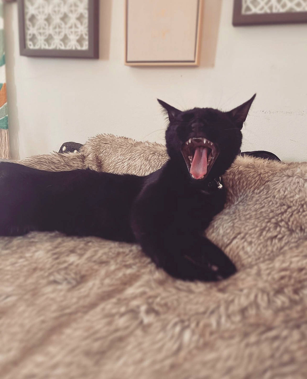 Frankenstein joined the competition — help win amazing prizes! black_cat, bombay, carnivore, cat, cat_supply, comfort, dog_breed, domestic_short_haired_cat, fang, felidae, fur, grey, jaw, picture_frame, small_to_medium_sized_cats, snout, tail, terrestrial_animal, whiskers, window