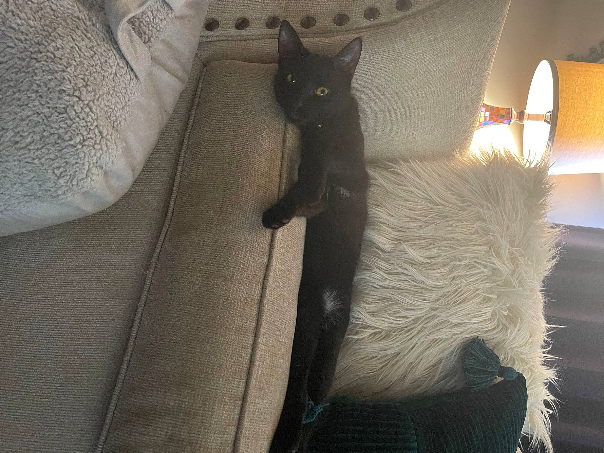 Frankenstein is registered to the contest to win money with this photo: carnivore, cat, comfort, domestic_short_haired_cat, fawn, felidae, flooring, fur, grey, hardwood, lamp, light, linens, room, small_to_medium_sized_cats, snout, tail, whiskers, white, wood