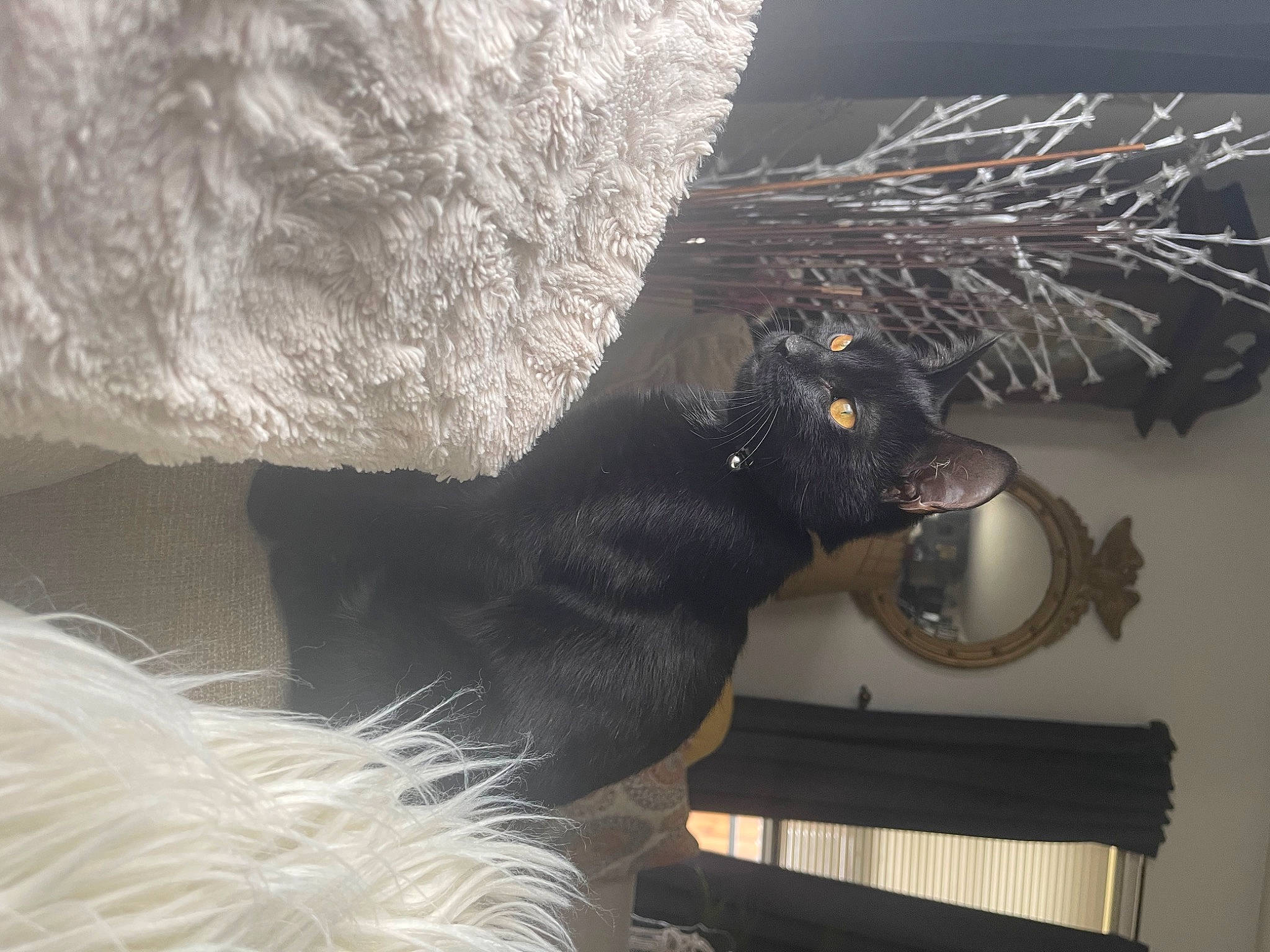 Frankenstein joined the competition — help win amazing prizes! black_cat, canidae, carnivore, domestic_short_haired_cat, feather, felidae, fur, hat, metal, natural_material, ornament, room, small_to_medium_sized_cats, sporting_group, tail, twig, whiskers, winter, wood