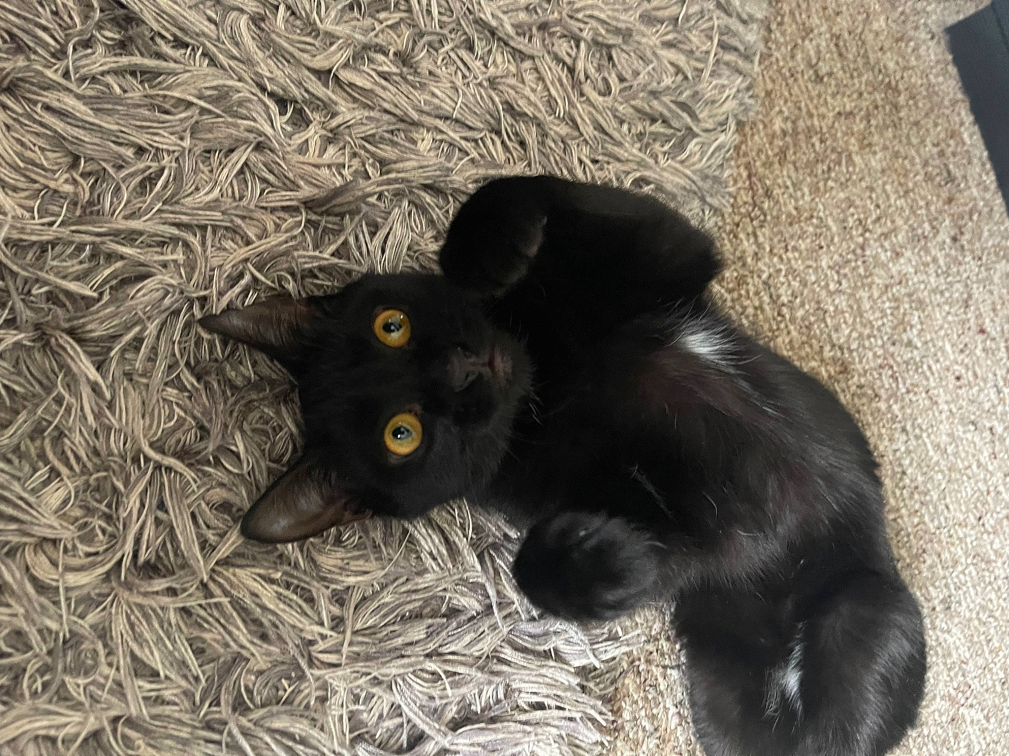 Frankenstein joined the competition — help win amazing prizes! black_cat, bombay, carnivore, cat, claw, comfort, dog_breed, domestic_short_haired_cat, felidae, fur, paw, small_to_medium_sized_cats, snout, sporting_group, tail, terrestrial_animal, whiskers