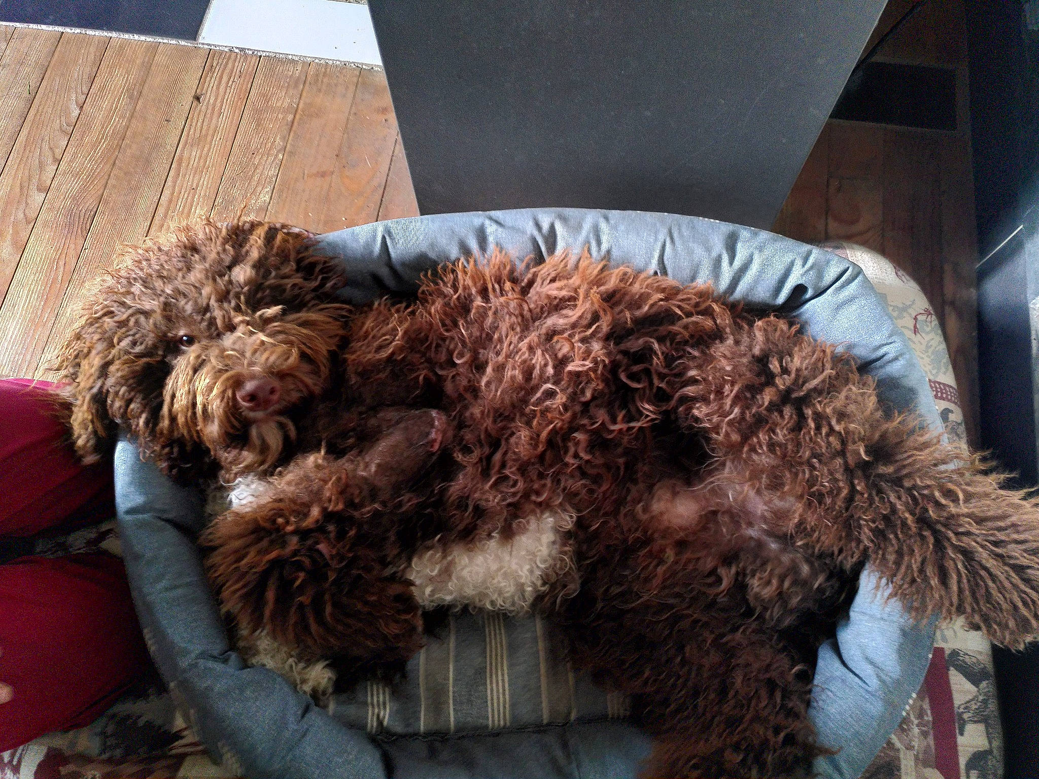 Toffee participe au concours pour gagner de l'argent avec cette photo : canidae, carnivore, comfort, companion_dog, dog_breed, fur, labradoodle, liver, natural_material, snout, sporting_group, terrestrial_animal, terrier, toy, vertebrate, water_dog, wool, working_animal