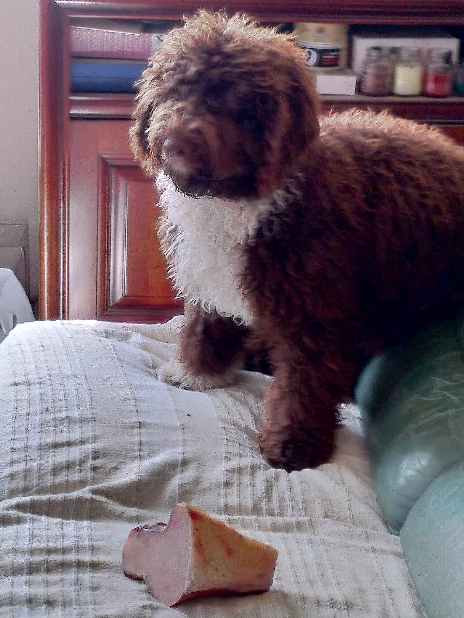 Toffee a rejoint le concours — aidez-le/la à gagner de superbes lots ! bedding, canidae, carnivore, comfort, companion_dog, dog, dog_breed, fur, hardwood, labradoodle, linens, liver, pattern, plaid, poodle, snout, terrier, toy_dog, water_dog, wood