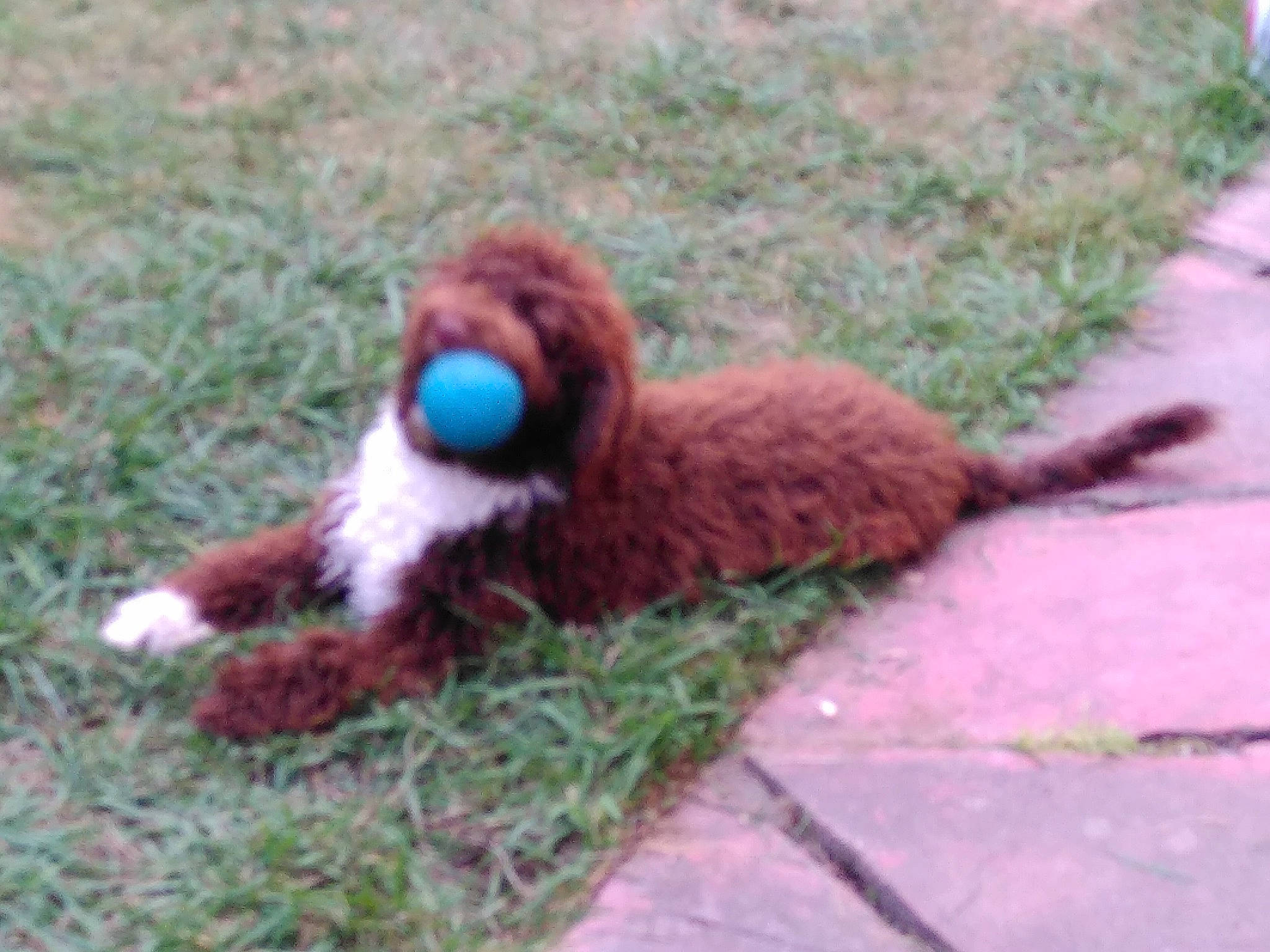 Toffee a rejoint le concours — aidez-le/la à gagner de superbes lots ! beak, canidae, companion_dog, dog_breed, fawn, fur, grass, groundcover, liver, primate, recreation, road_surface, snout, soil, sporting_group, stuffed_toy, tail, terrestrial_animal, toy, wool