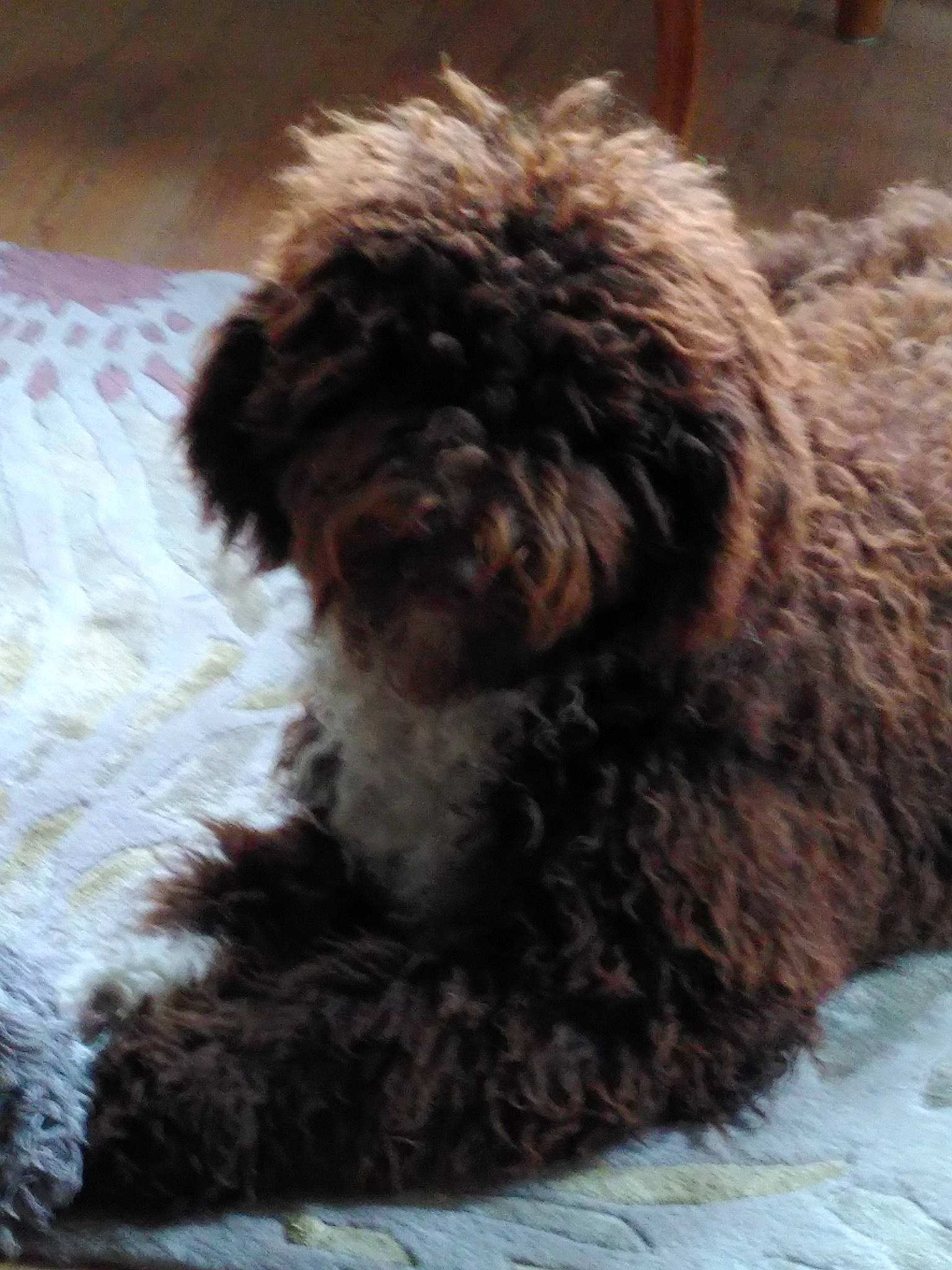 Toffee participe au concours pour gagner de l'argent avec cette photo : canidae, carnivore, companion_dog, dog, dog_breed, fur, liver, maltepoo, non_sporting_group, poodle, poodle_crossbreed, small_terrier, snout, sporting_group, terrestrial_animal, terrier, toy_dog, water_dog, working_animal, yorkipoo