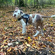 Arès a rejoint le concours — aidez-le/la à gagner de superbes lots ! animal, autumn, brown, canine, curious, daylight, dog, fall, forest, ground, harness, leaf_litter, leaves, mammal, nature, outdoor, pet, trees, white, woodland