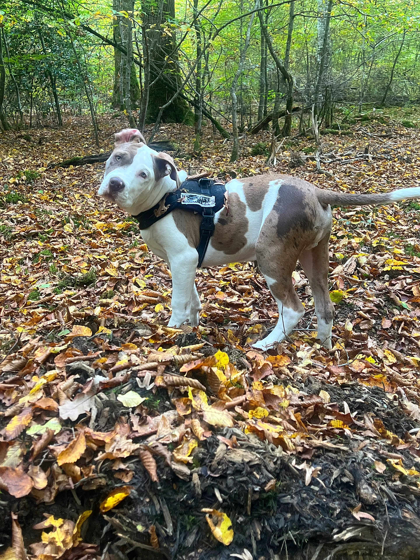Arès a rejoint le concours — aidez-le/la à gagner de superbes lots ! animal, autumn, brown, canine, curious, daylight, dog, fall, forest, ground, harness, leaf_litter, leaves, mammal, nature, outdoor, pet, trees, white, woodland