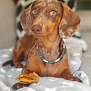 Alya a rejoint le concours — aidez-le/la à gagner de superbes lots ! animal, beaded_necklace, blanket, brown_coat, chew_toy, close_up, companion, cute, dachshund, dog, domestic, ears, fur, indoor, lying_down, paws, pet, portrait, resting, soft_texture