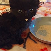 Runt is registered to the contest to win money with this photo: animal, black_cat, blanket, closeup, curious, cute, domestic_cat, eyes, food_bowl, fur, indoor, kitten, mammal, messy, pet, playful, sitting, small, whiskers, young_animal