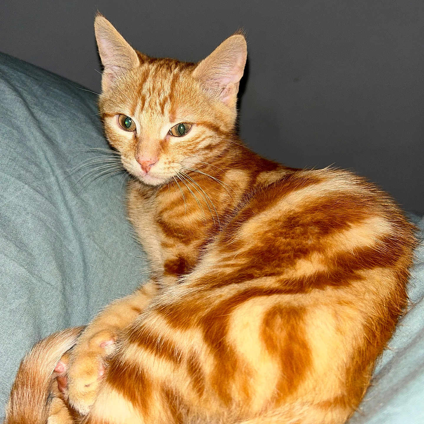 Pako participe au concours pour gagner de l'argent avec cette photo : abyssinian, animal, blanket, cat, couch, furniture, kitten, manx, person, pet, sleeping