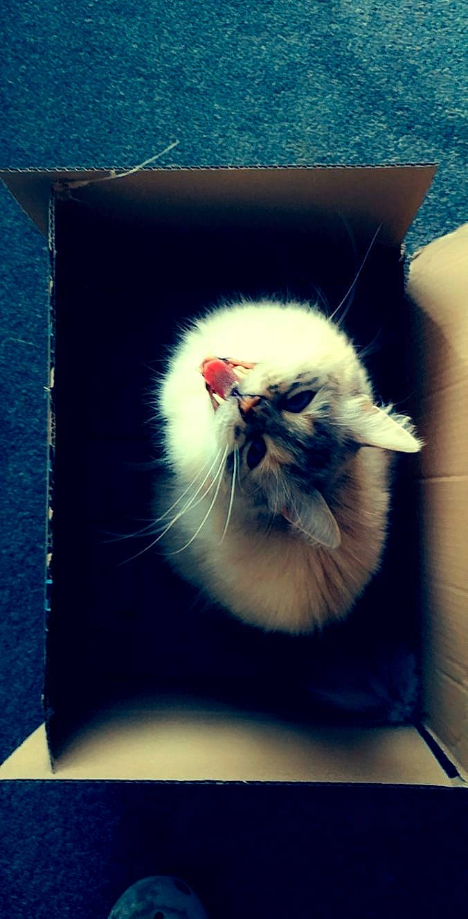 Pupa is registered to the contest to win money with this photo: art, carnivore, cat, electric_blue, fang, felidae, fur, paw, photo_caption, plant, rectangle, small_to_medium_sized_cats, snout, still_life_photography, tail, whiskers, window