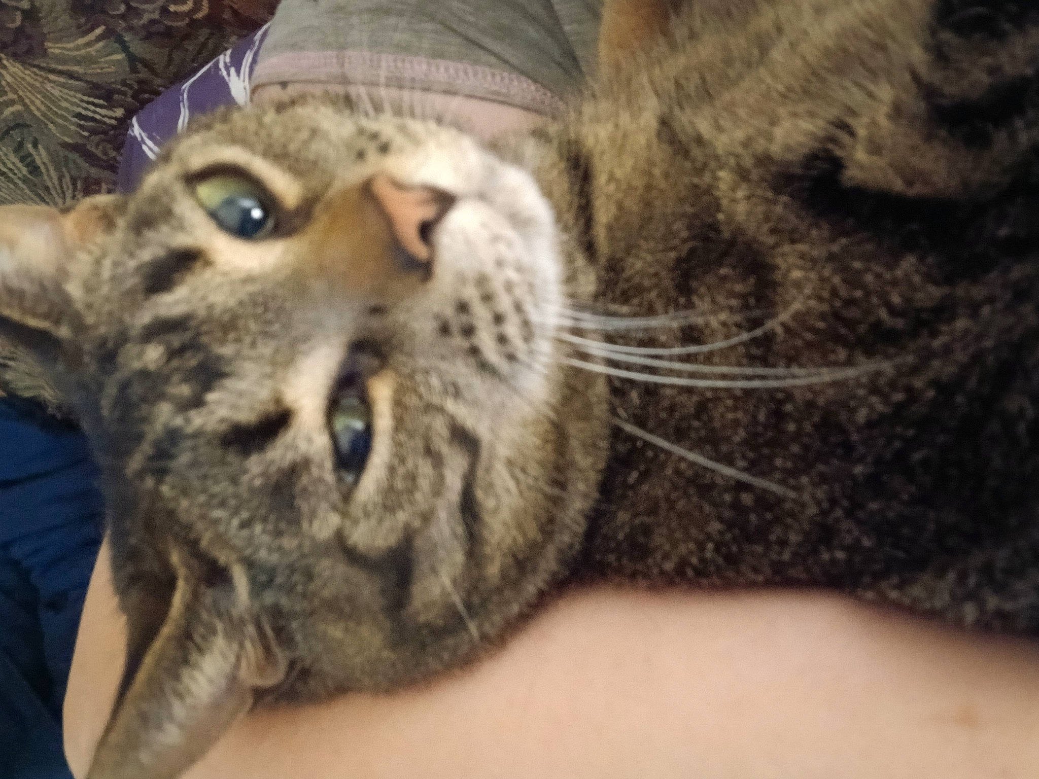 Prudence is registered to the contest to win money with this photo: big_cats, carnivore, cat, claw, domestic_short_haired_cat, felidae, fur, paw, small_to_medium_sized_cats, snout, terrestrial_animal, whiskers, wildlife