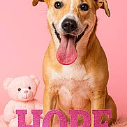 Hope joined the competition — help win amazing prizes! animal, close_up, cute, dog, domestic_dog, fluffy_rug, friendly, glitter, happy, hope_letters, pet, pink, pink_background, portrait, sitting, smiling_dog, studio_shot, teddy_bear, tongue_out, toy
