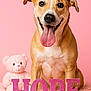 animal, close_up, cute, dog, domestic_dog, fluffy_rug, friendly, glitter, happy, hope_letters, pet, pink, pink_background, portrait, sitting, smiling_dog, studio_shot, teddy_bear, tongue_out, toy