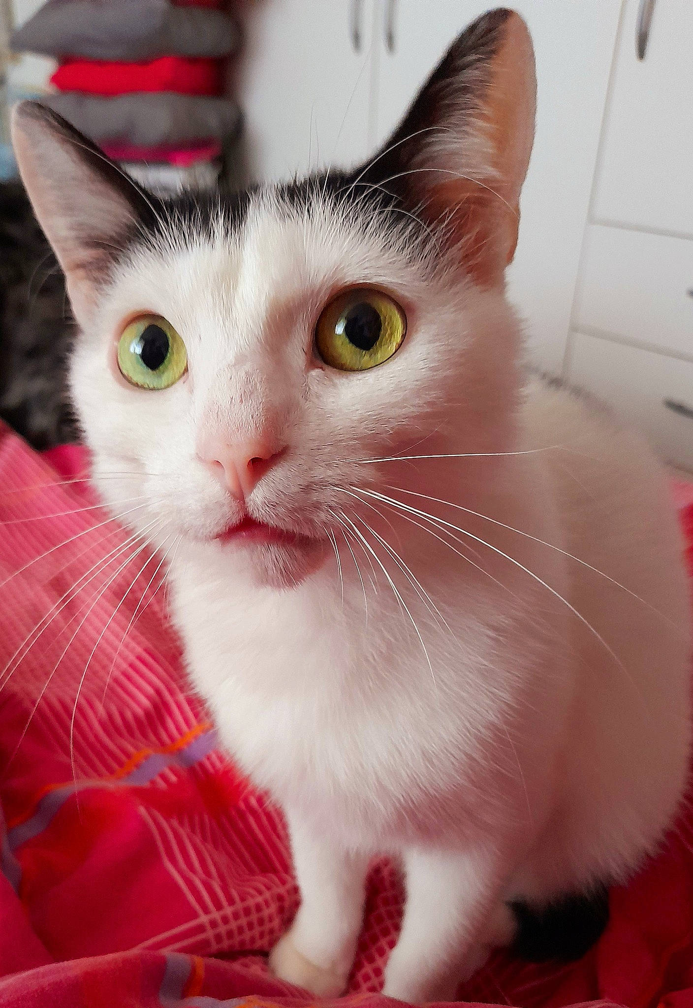 Youno a rejoint le concours — aidez-le/la à gagner de superbes lots ! carnivore, cat, claw, collar, domestic_short_haired_cat, fawn, felidae, fur, iris, pattern, paw, pet_supply, plaid, small_to_medium_sized_cats, snout, surprised, tail, whiskers, window