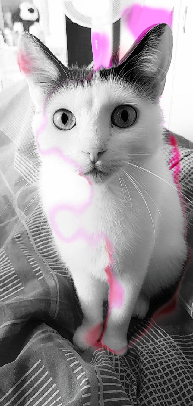 Youno a rejoint le concours — aidez-le/la à gagner de superbes lots ! carnivore, cat, collar, domestic_short_haired_cat, felidae, fur, line, magenta, paw, photo_caption, photography, pink, small_to_medium_sized_cats, snapshot, snout, tail, whiskers, white