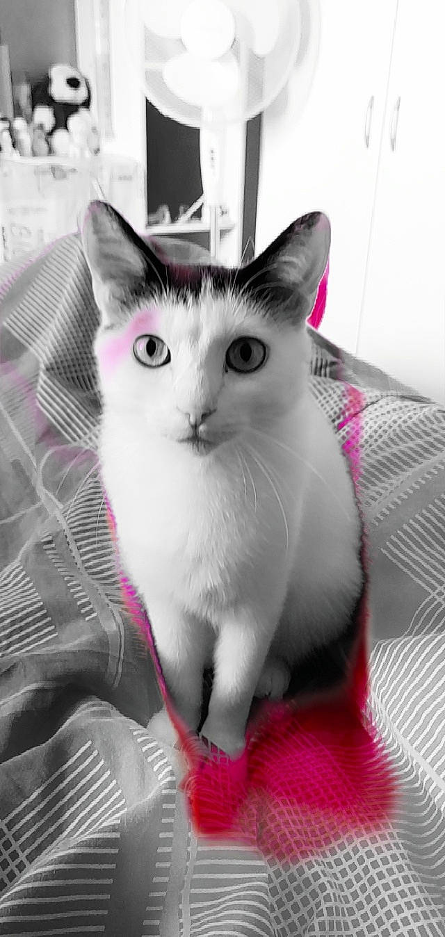 Youno a rejoint le concours — aidez-le/la à gagner de superbes lots ! carnivore, cat, comfort, domestic_short_haired_cat, eye, felidae, fur, grey, head, magenta, monochrome, monochrome_photography, paw, sitting, small_to_medium_sized_cats, snout, tail, whiskers, window