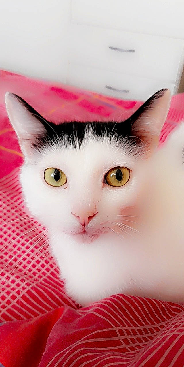 Youno a rejoint le concours — aidez-le/la à gagner de superbes lots ! carmine, carnivore, cat, comfort, domestic_short_haired_cat, eyebrow, eyelash, felidae, fur, iris, pattern, small_to_medium_sized_cats, snout, whiskers