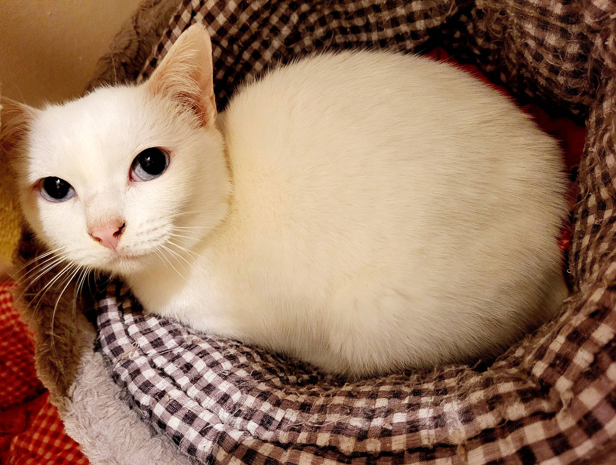 Ylixire a rejoint le concours — aidez-le/la à gagner de superbes lots ! carnivore, cat, cat_supply, claw, comfort, domestic_short_haired_cat, fawn, felidae, fur, pattern, paw, pet_supply, small_to_medium_sized_cats, snout, tail, terrestrial_animal, whiskers