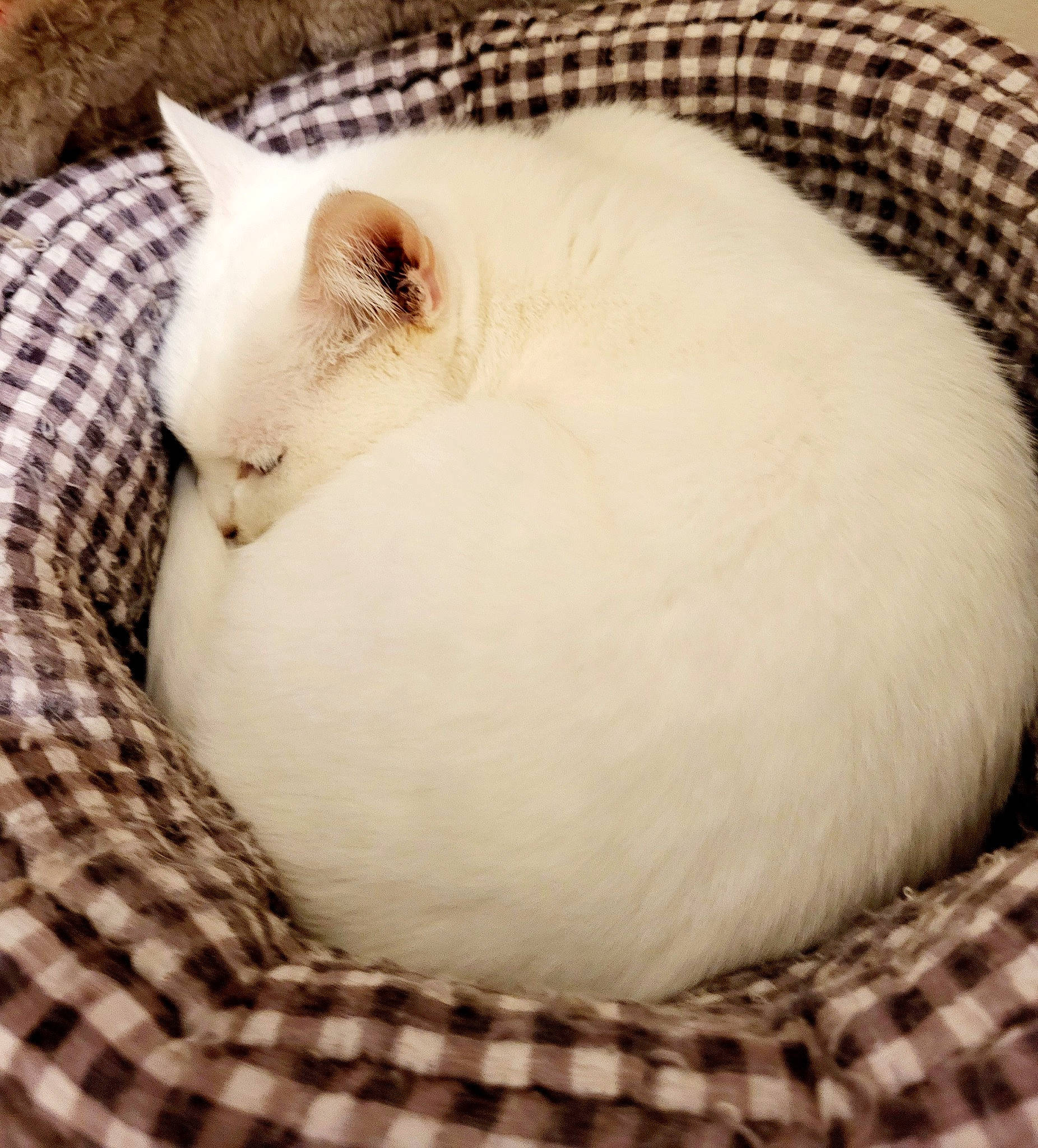 Ylixire a rejoint le concours — aidez-le/la à gagner de superbes lots ! carnivore, cat, comfort, fawn, felidae, fur, paw, small_to_medium_sized_cats, tail, terrestrial_animal, whiskers