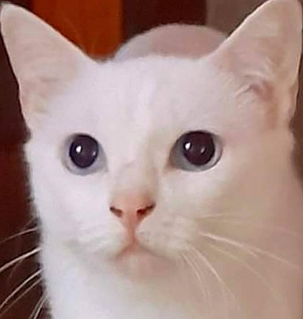 Ylixire participe au concours pour gagner de l'argent avec cette photo : carnivore, cat, close_up, domestic_short_haired_cat, ear, eye, felidae, fur, head, no_expression, small_to_medium_sized_cats, snout, tail, terrestrial_animal, whiskers