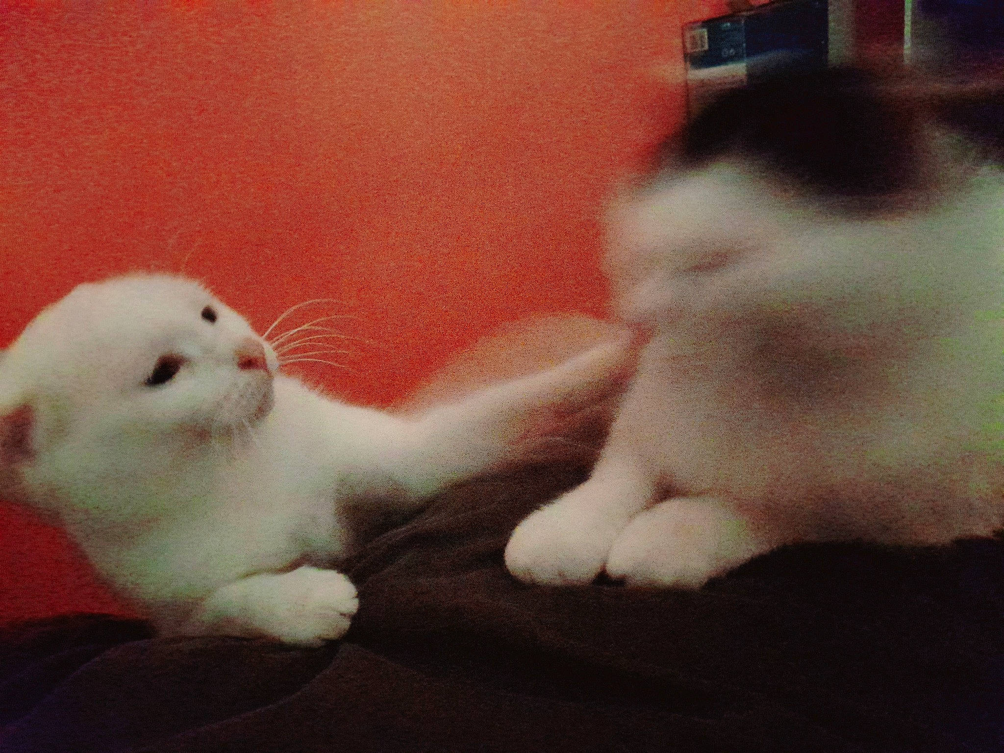 Ylixire participe au concours pour gagner de l'argent avec cette photo : carnivore, cat, claw, comfort, companion_dog, domestic_short_haired_cat, eye, fawn, felidae, foot, fur, leg, mammal, nose, paw, small_to_medium_sized_cats, snout, tail, vertebrate, whiskers