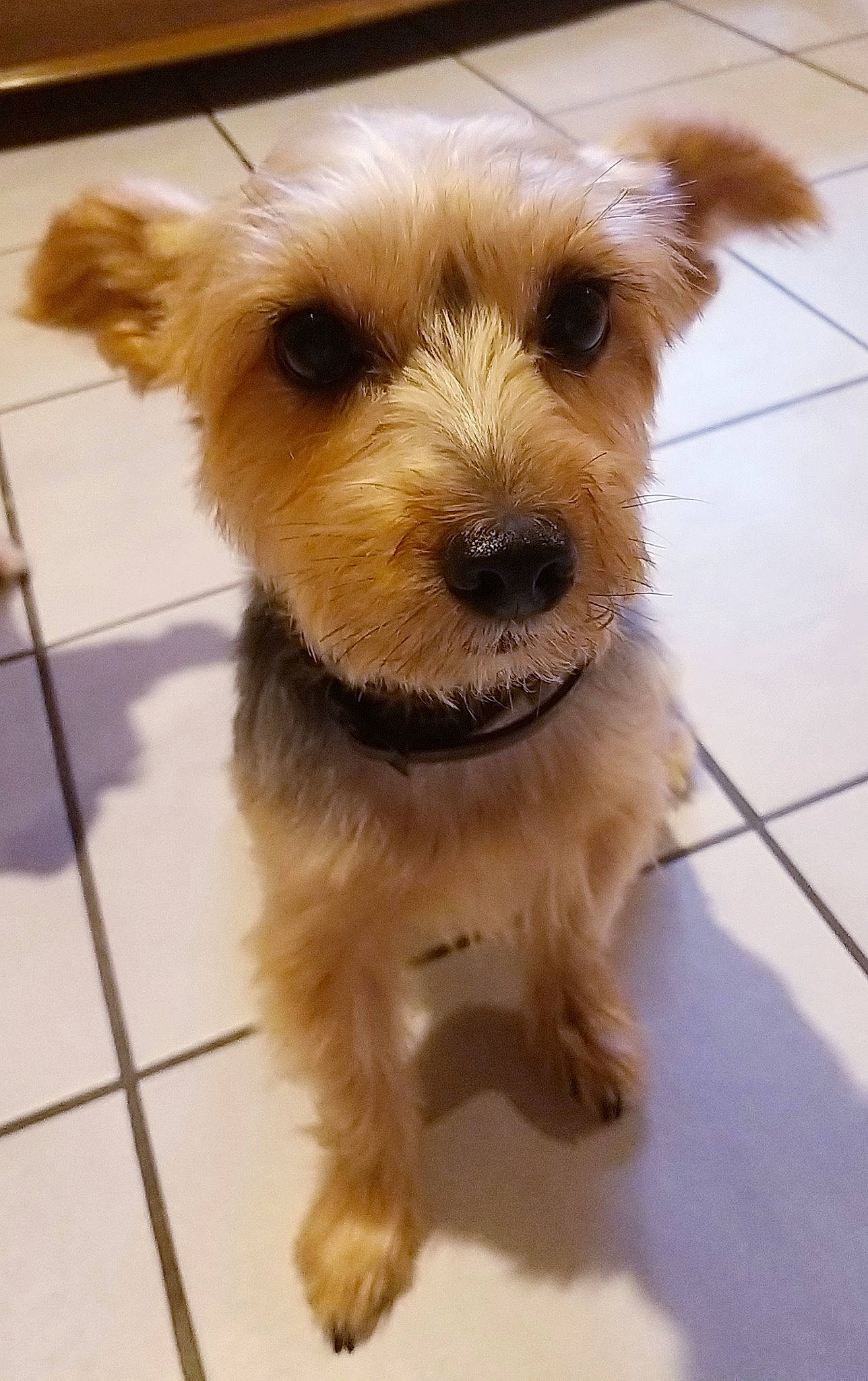 Cloee a rejoint le concours — aidez-le/la à gagner de superbes lots ! cairn_terrier, canidae, carnivore, companion_dog, dog, dog_breed, dutch_smoushond, maltepoo, mammal, morkie, norfolk_terrier, puppy, rare_breed_dog, small_terrier, snout, sporting_lucas_terrier, terrier, toy_dog, vertebrate, yorkshire_terrier