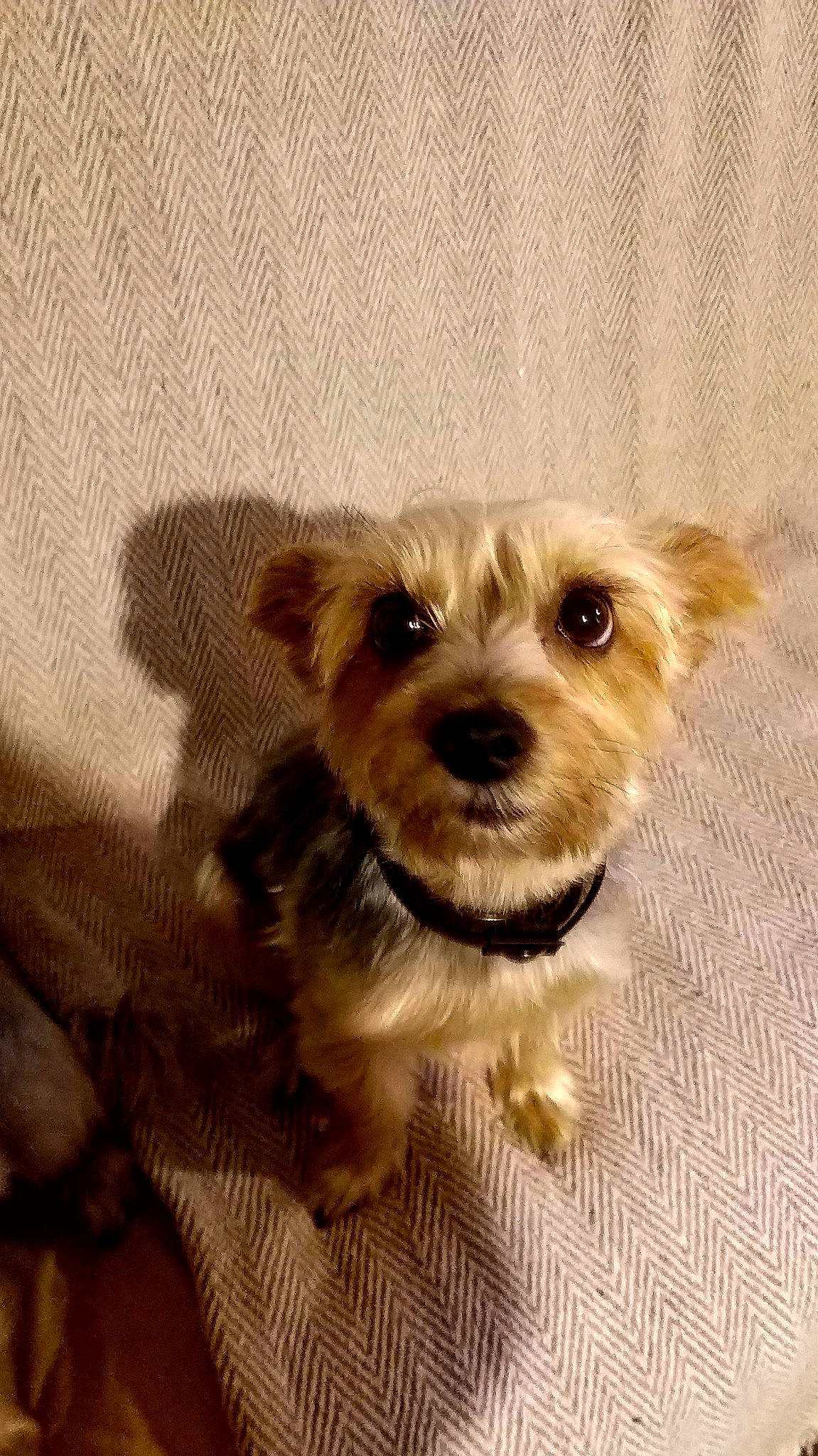 Cloee a rejoint le concours — aidez-le/la à gagner de superbes lots ! canidae, carnivore, companion_dog, dog, dog_breed, dutch_smoushond, maltepoo, mammal, morkie, norfolk_terrier, puppy, schnoodle, small_terrier, snout, sporting_lucas_terrier, terrier, toy_dog, vertebrate, yorkipoo, yorkshire_terrier