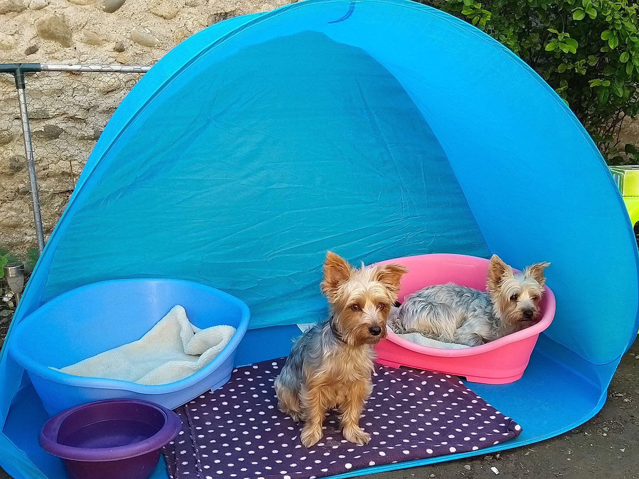 Cloee a rejoint le concours — aidez-le/la à gagner de superbes lots ! australian_terrier, cairn_terrier, canidae, carnivore, dog, dog_breed, norwich_terrier, play, tent, yorkshire_terrier